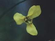 Moraea bellendenii